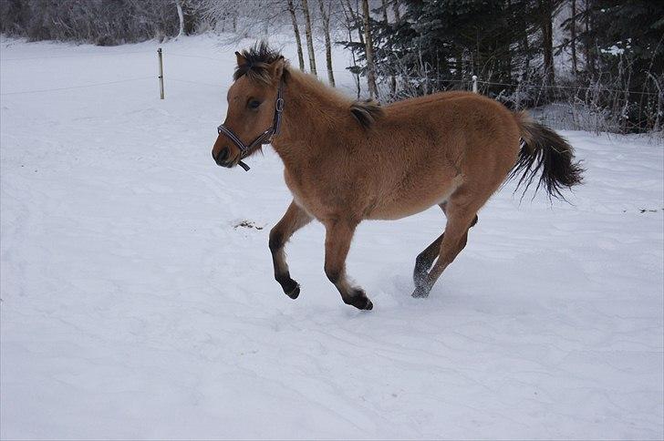 Anden særlig race Prinsesse Luna SOLGT - Fotograf: Mig billede 14