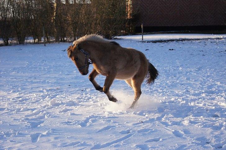 Anden særlig race Prinsesse Luna SOLGT - Vild hesten Wee! Fotograf. Frederieke billede 15