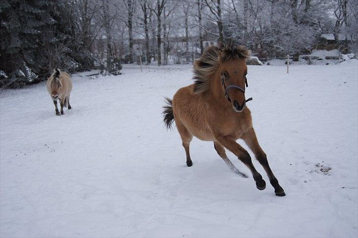 Anden særlig race Prinsesse Luna SOLGT - Fotograf: Mig billede 16