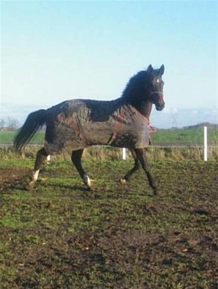 Dansk Varmblod Santiana - SOLGT! - Santiana billede 16