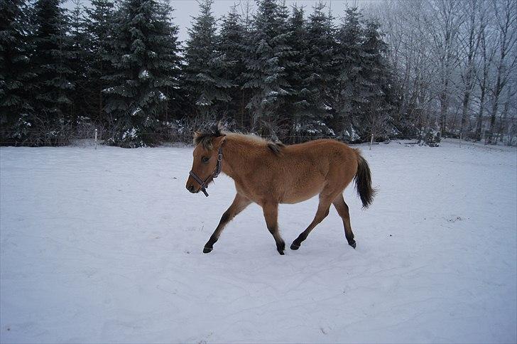 Anden særlig race Prinsesse Luna SOLGT - Fotograf: Mig billede 17