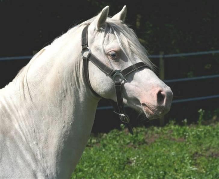 Welsh Pony (sec B) Aastrupgaards Safir - Billede taget af Anne Møldrup billede 9