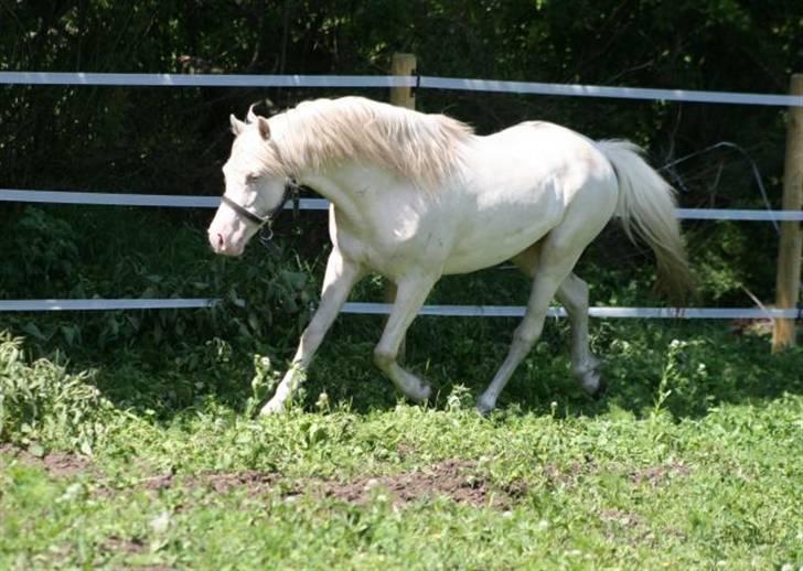Welsh Pony (sec B) Aastrupgaards Safir - Billede taget af Anne Møldrup billede 10