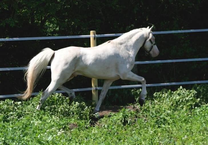 Welsh Pony (sec B) Aastrupgaards Safir - Billede taget af Anne Møldrup billede 11