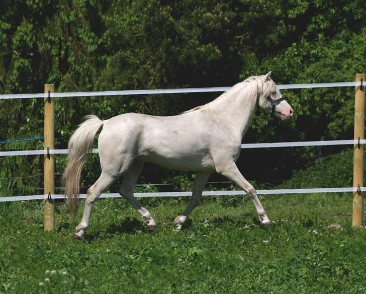 Welsh Pony (sec B) Aastrupgaards Safir - Billede taget af Anne Møldrup billede 12