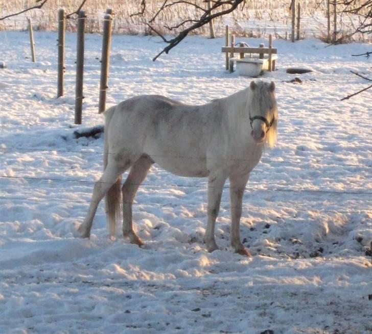 Welsh Pony (sec B) Aastrupgaards Safir - Billede taget af Anne Møldrup billede 13
