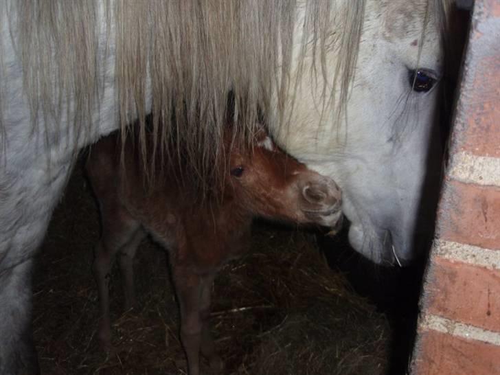 Welsh Partbred (Sec F) Kjærgaards Joy R.I.P. billede 1
