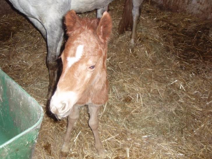 Welsh Partbred (Sec F) Kjærgaards Joy R.I.P. billede 2