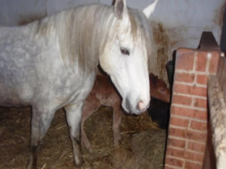 Welsh Partbred (Sec F) Kjærgaards Joy R.I.P. billede 3