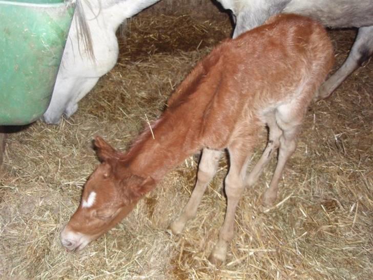 Welsh Partbred (Sec F) Kjærgaards Joy R.I.P. billede 4