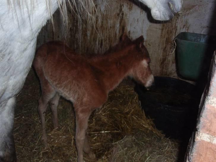 Welsh Partbred (Sec F) Kjærgaards Joy R.I.P. billede 5