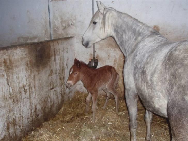 Welsh Partbred (Sec F) Kjærgaards Joy R.I.P. billede 6