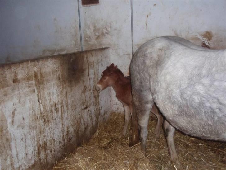 Welsh Partbred (Sec F) Kjærgaards Joy R.I.P. billede 7