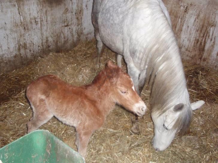 Welsh Partbred (Sec F) Kjærgaards Joy R.I.P. billede 8