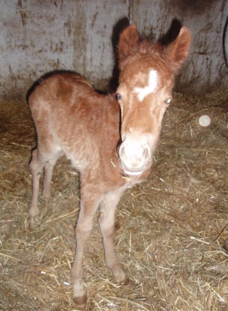 Welsh Partbred (Sec F) Kjærgaards Joy R.I.P. billede 9