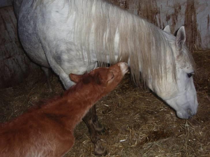 Welsh Partbred (Sec F) Kjærgaards Joy R.I.P. billede 10
