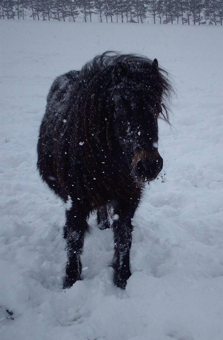 Shetlænder Lille Lise - Sne manden<3 billede 4