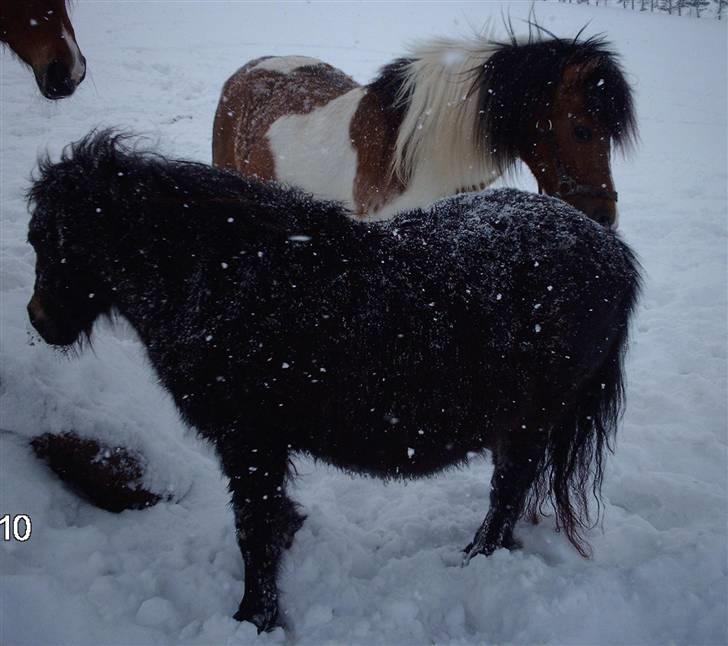 Shetlænder Lille Lise - <3 billede 5
