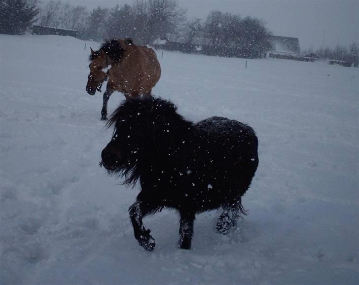 Shetlænder Lille Lise - traver og det er sjældent hun gør det<3 billede 6