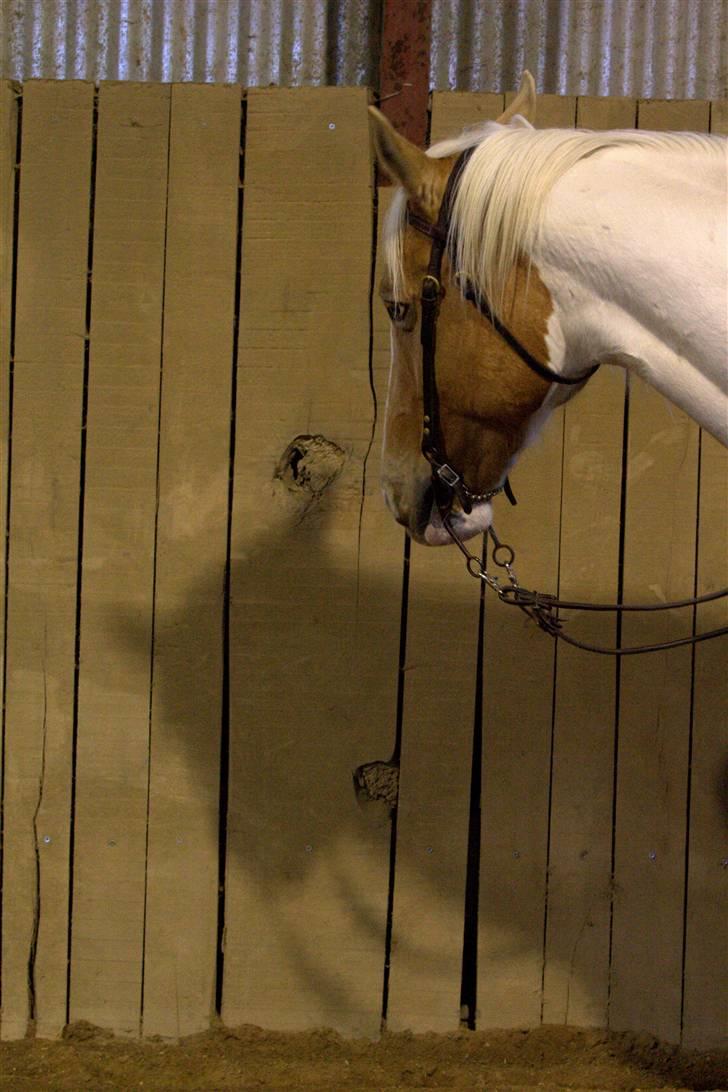 Paint Smokes Miss Jaynie billede 11