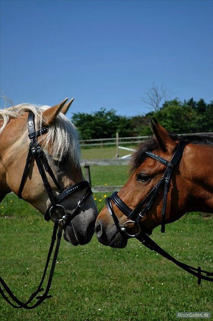 Haflinger Henrietta Ha 559 (Tykkeh) - (1) Henna hilser på hendes "Nye" Fyr Max (-; billede 2