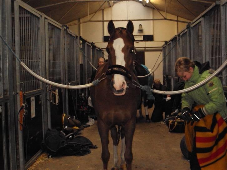 Welsh Pony af Cob-type (sec C) Bolheims Anja - Vi er til stævne ;) <3 billede 8