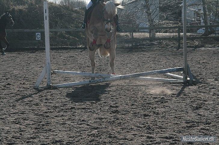 Haflinger Henrietta Ha 559 (Tykkeh) - (2) Jep Lille spring = Højt hop endelig ikke rave ned! ;D. billede 3