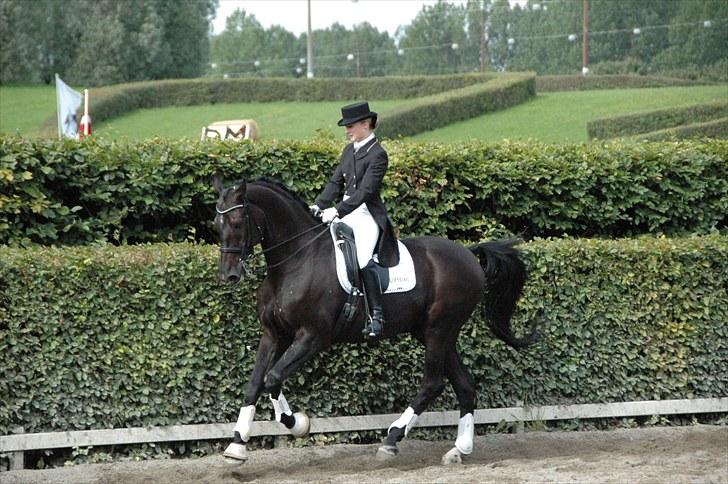 Svensk Varmblod Alex billede 13