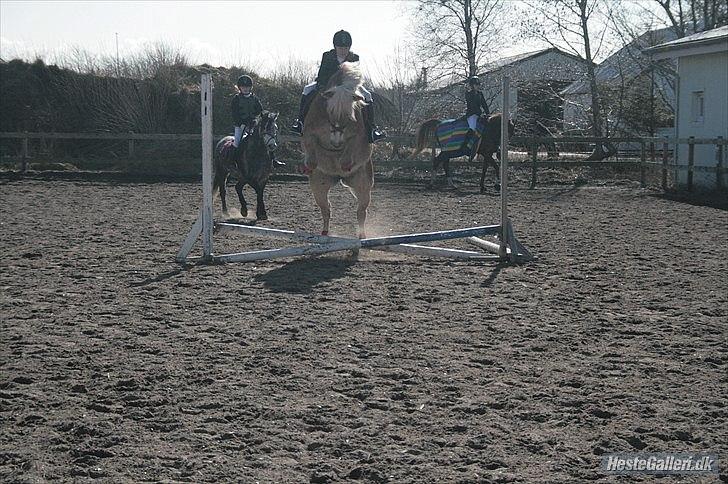 Haflinger Henrietta Ha 559 (Tykkeh) - (3) - Stævne Henna er bims i bøtten :D<33. billede 4
