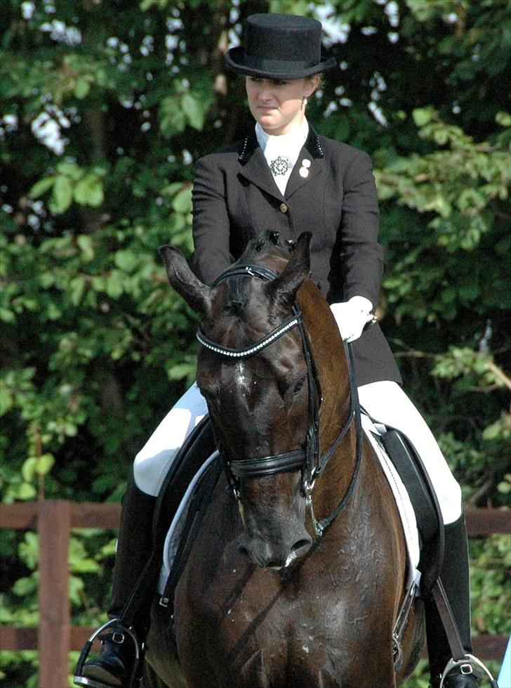 Svensk Varmblod Alex billede 15