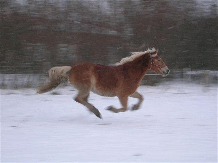 Haflinger Henrietta Ha 559 (Tykkeh) - (4) - Weeee Sne sne sne! Jeg elsker sne!:D .. Fuld fart frem! billede 5