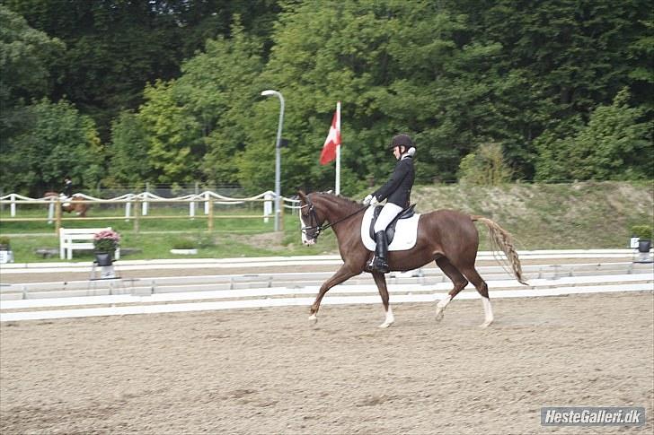 Welsh Pony af Cob-type (sec C) Bolheims Anja - Her vi til DM for hold. En virkelig fantastisk og mindeværdig weekend!<3 billede 9