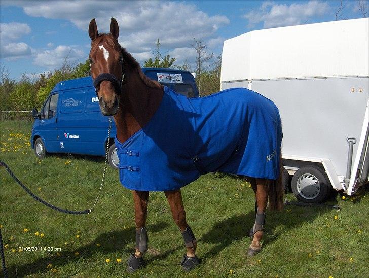 Polsk Varmblod Nadir Solgt - Nadir (Fotograf: mor billede 19
