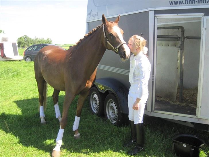 Welsh Pony af Cob-type (sec C) Bolheims Anja - Ved traileren, til stævne i Tørring-Uldum (; billede 13
