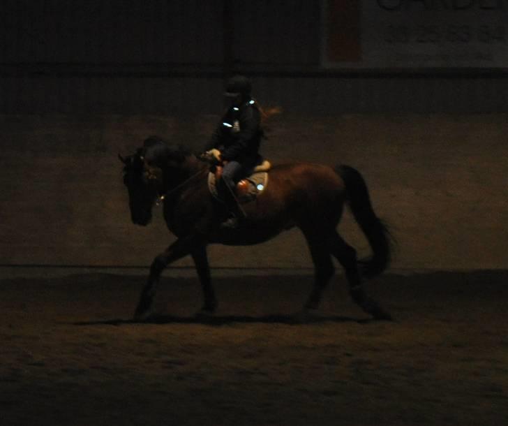 Dansk Varmblod Lucky Two - Mig & Lucky i galop, anden gang jeg rider ham (; billede 6