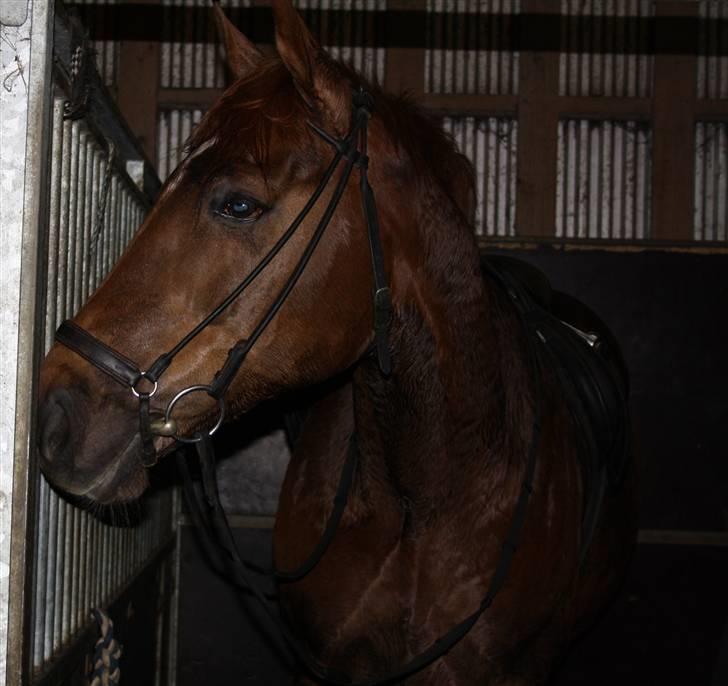 Dansk Varmblod Lando Alsidig billede 1