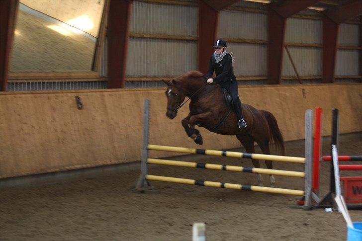 Dansk Varmblod Lando Alsidig - 95 cm. billede 2