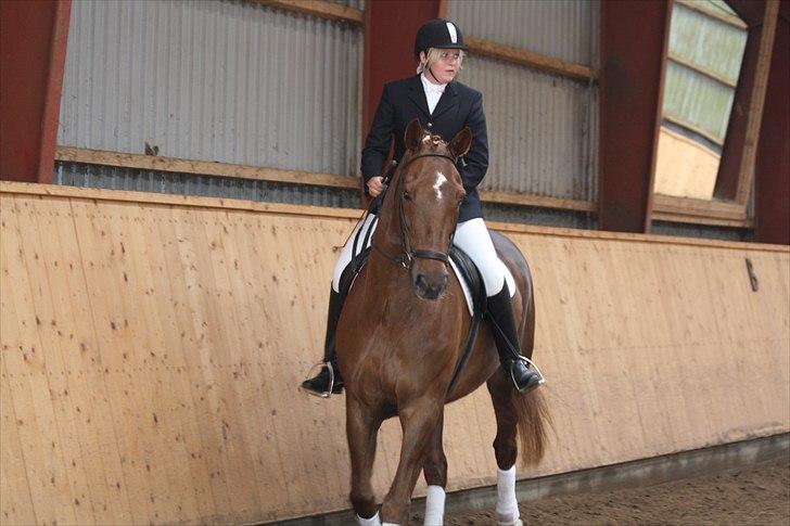 Dansk Varmblod Lando Alsidig billede 3