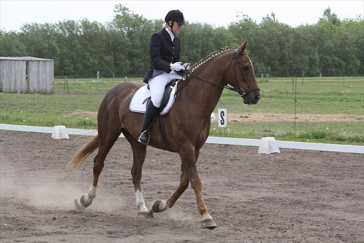 Dansk Varmblod Lando Alsidig billede 4