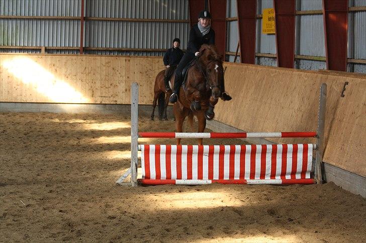 Dansk Varmblod Lando Alsidig - 95 cm. billede 5