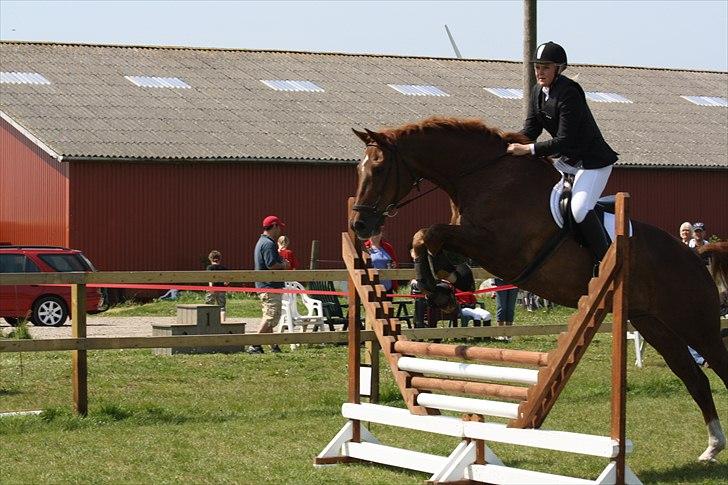 Dansk Varmblod Lando Alsidig billede 6