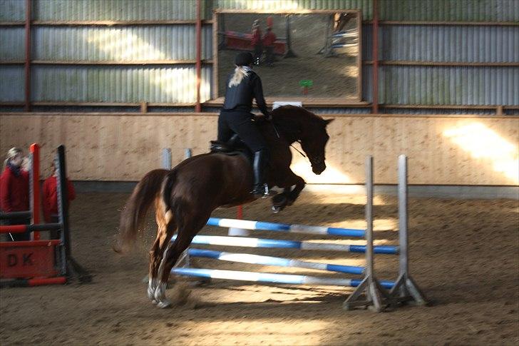 Dansk Varmblod Lando Alsidig - 95 cm.  billede 7