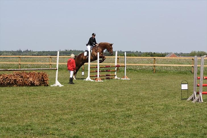 Dansk Varmblod Lando Alsidig billede 8