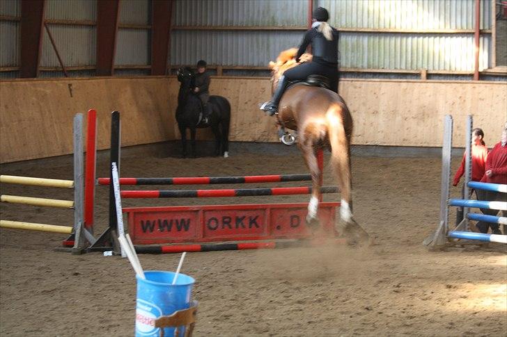 Dansk Varmblod Lando Alsidig - Flyv :P billede 9