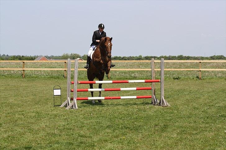 Dansk Varmblod Lando Alsidig billede 10