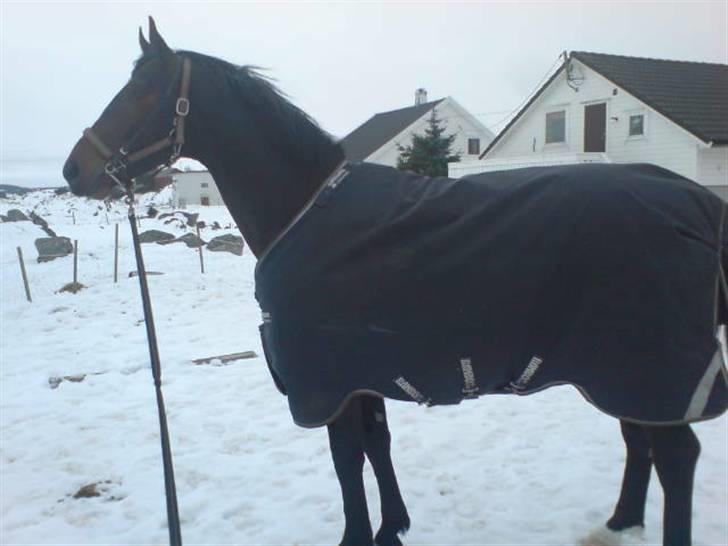 Norsk Varmblod  Staro Hit billede 9