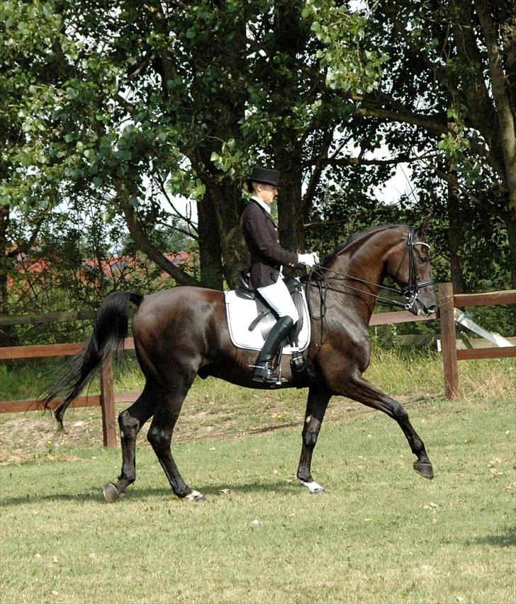 Svensk Varmblod Alex billede 16