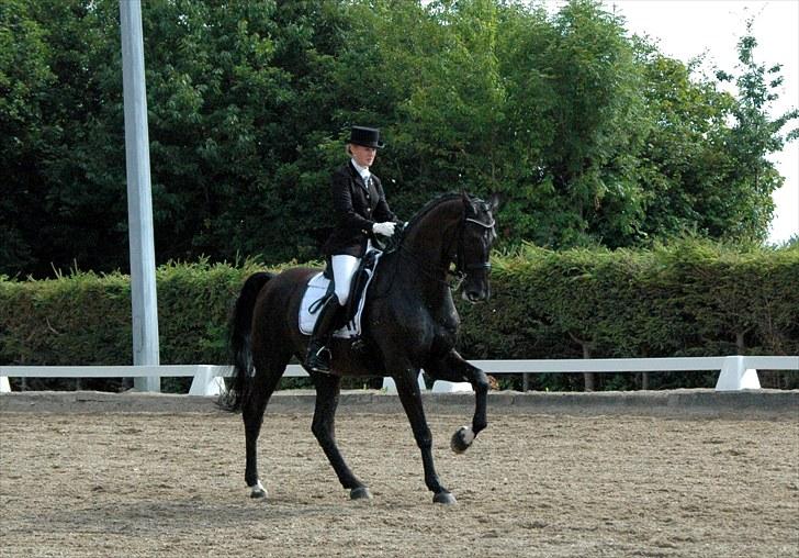 Svensk Varmblod Alex billede 18