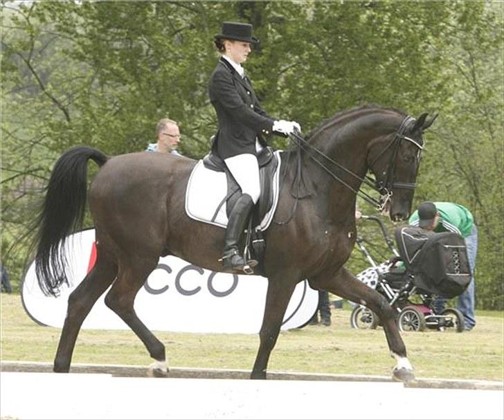 Svensk Varmblod Alex billede 20