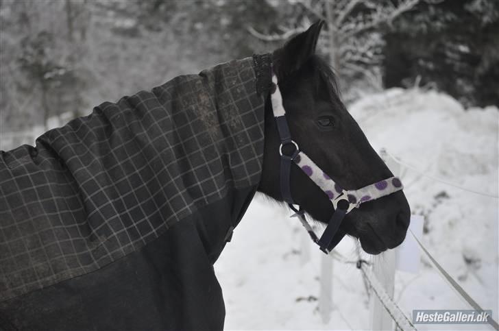 New Forest Sânbuorster Femke*solgt* - Fotograf : janni k billede 16